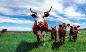 Livestock in Thatta – The Heartbeat of Rural Economy