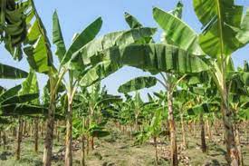 Welcome to Ecofiber Pakistan: Unveiling Thatta’s Green Gold – Banana Fiber!